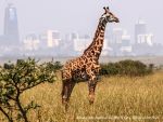 Bild2 - EWC_s_47_moviestill-Archive_Giraffe&City©FlareFilm2021.jpg