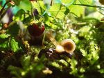 wald schnecke -  freies Bild von Pixabay  CC0 Public Domain.jpg