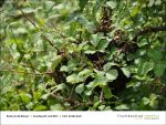 Fischbachtal kreativ - Rund um die Bienen 02.06.2013 - Bild06.jpg
