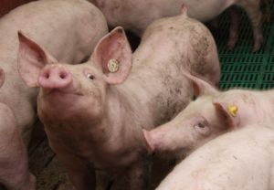 Konventionelle Schweinezucht und Schweinemast auf dem Hof Seeger Konventionelle Schweinezucht und Schweinemast auf dem Hof Seeger