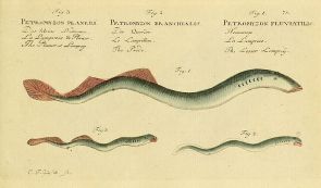 Bachneuauge - Grafik Marcus Elieser Bloch 1796 - Lizenz CC BY 2.0