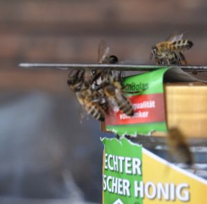 Bienen am Honigglas - Foto Wolfgang Schäfer Bienen am Honigglas - Foto Wolfgang Schäfer