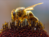 files/fischbachtal-kreativ/content/events/2013 Ernaehrung/More than Honey/Teaser1.png