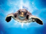 files/fischbachtal-kreativ/content/events/2014 Wasser/Tortuga/teaser.jpg