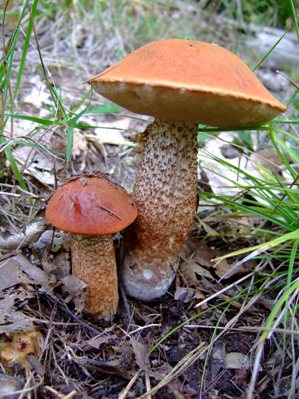 Rotkappe